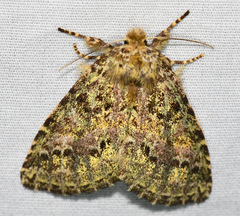 Salluca