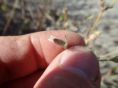 Silene gallica