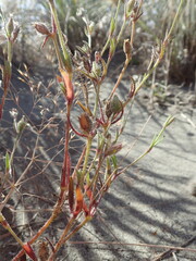 Silene gallica