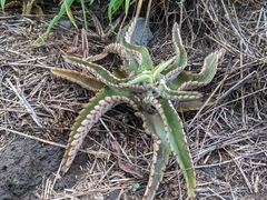 Kalanchoe daigremontiana