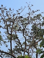 Psarocolius decumanus