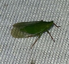 Rhynchomitra