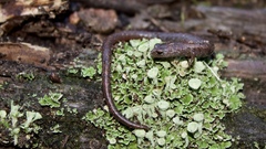 Batrachoseps major major