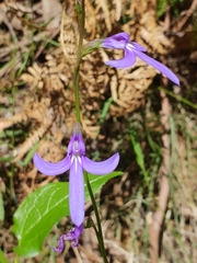 Lobelia gibbosa