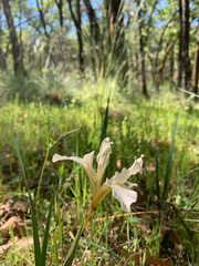 Iris fernaldii