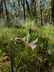Iris fernaldii