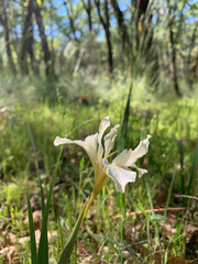 Iris fernaldii