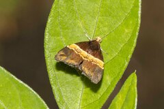 Choreutis basalis