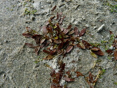 Potamogeton cheesemanii