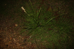 Carex appressa