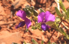 Polygala uncinata