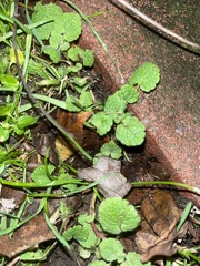 Lamium purpureum