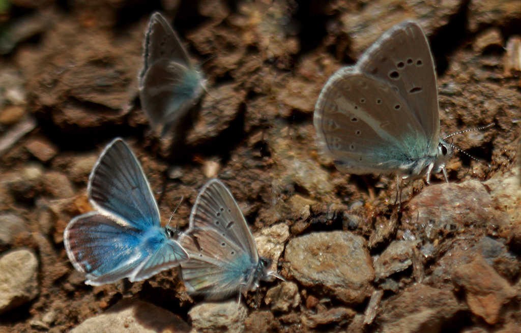 Polyommatus igisizilim