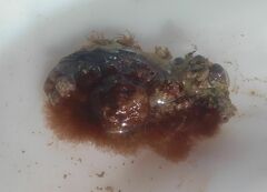 Colaconema caespitosum