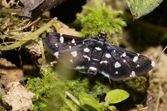 Bocchoris inspersalis