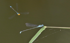 Pseudagrion australasiae