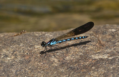 Heliocypha perforata