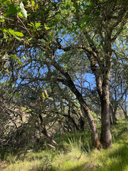 Quercus × eplingii