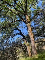Quercus × eplingii