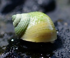 Littorina saxatilis