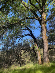Quercus × eplingii