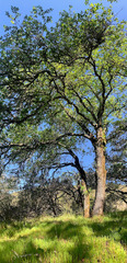 Quercus × eplingii