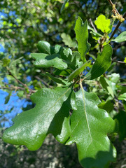 Quercus × eplingii