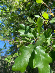 Quercus × eplingii