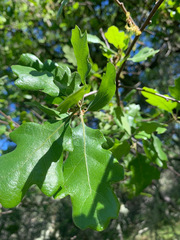 Quercus × eplingii