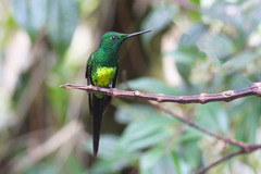 Heliodoxa imperatrix