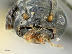 Technomyrmex albipes