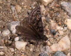 Erynnis pacuvius