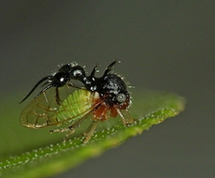 Cyphonia clavata