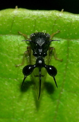 Cyphonia clavata