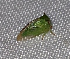 Stictocephala militaris