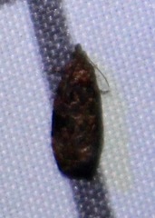 Endothenia hebesana