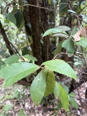 Hedycarya angustifolia