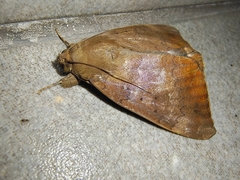 Achaea