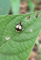 Alagoasa libentina