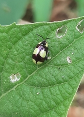 Alagoasa libentina