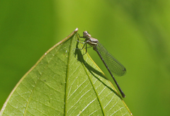 Onychargia atrocyana