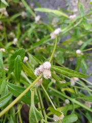 Alternanthera nodiflora