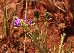 Polygala uncinata