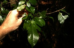 Pseudoweinmannia lachnocarpa