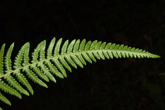 Pteridium revolutum