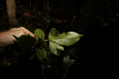 Pseudoweinmannia lachnocarpa