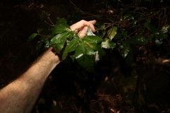 Pseudoweinmannia lachnocarpa