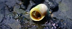 Littorina saxatilis