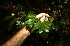 Pseudoweinmannia lachnocarpa