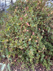 Muehlenbeckia adpressa